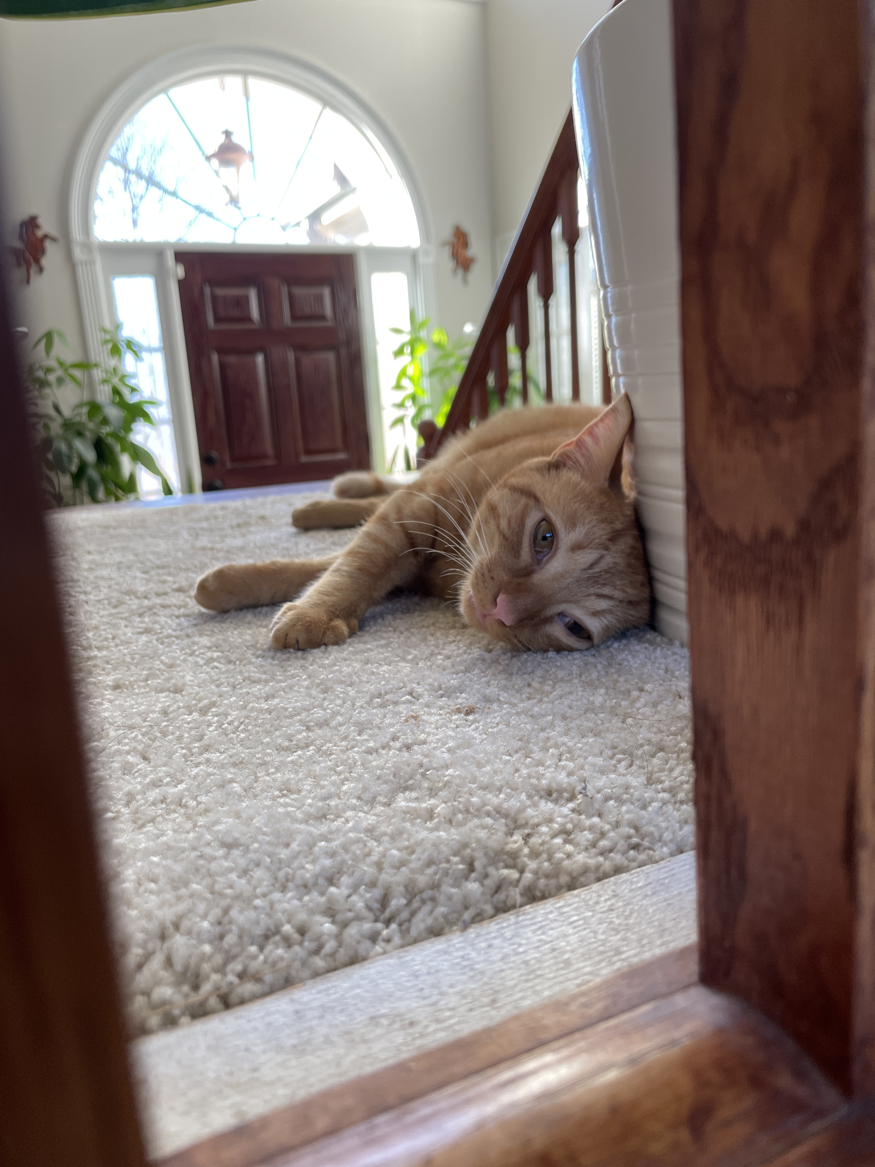 An orange cat peeking over a stair railing